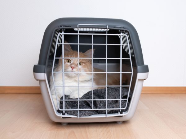 1748952812centro_veterinario_do_paim_caixa_de transporte_de_gatos.jpg